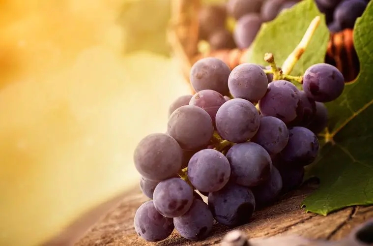 葡萄是热性还是凉性？哪些人不能吃葡萄