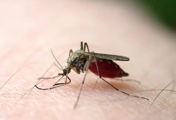 疟疾主要是通过什么途径传播的？疟疾的传播途径